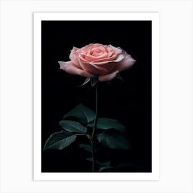 Pink Rose On Black Background 30 Art Print