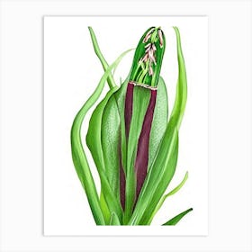 Adder's Tongue Fern Wildflower Watercolour 2 Art Print