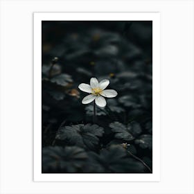 White Flower In The Dark 28 Art Print