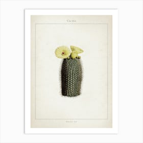 Vintage Curtis 2 Echinocactus Scopa Art Print