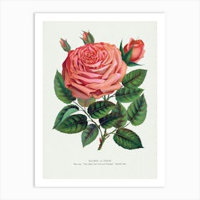 Vintage Botanical Pink Rose, Glorie De Dijon Lithograph Art Print _2697909 Poster