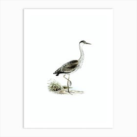 Vintage Gray Heron Bird Illustration on Pure White n.0207 Art Print