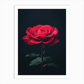 Red Rose On Black Background 79 Art Print