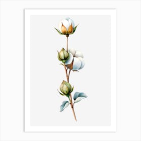 Cotton Flower 6 Poster