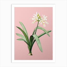 Vintage Pancratium Illyricum Botanical on Soft Pink n.0244 Art Print
