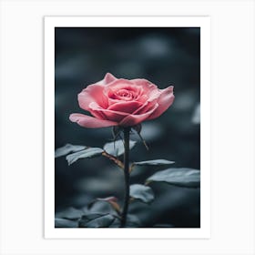 Pink Rose 23 Art Print