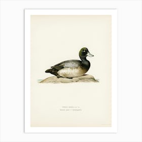 Greater Scaup, Scaup Female, The Von Wright Brothers Art Print