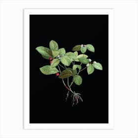 Vintage American Wintergreen Plant Botanical Illustration on Solid Black Art Print