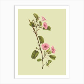 Pink Hibiscus Art Print