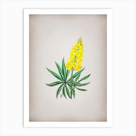 Vintage Yellow Perennial Lupine Flower Botanical on Parchment n.0276 Art Print
