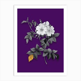 Vintage White Rosebush Black and White Gold Leaf Floral Art on Deep Violet n.0571 Art Print