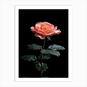 Pink Rose On Black Background 23 Art Print