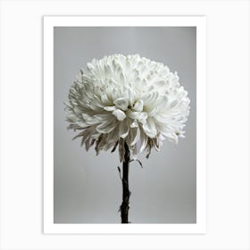 White Chrysanthemum Flower Art Print
