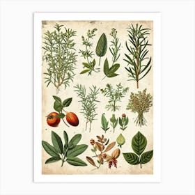 Garden Herbs Vintage Illustration 1 Art Print