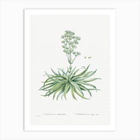 Crassula Nudicaulis, Pierre Joseph Redoute Art Print