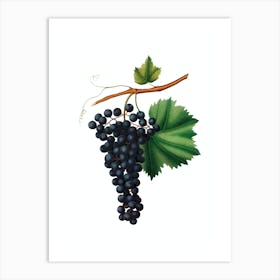 Vintage Berzemina Grape Botanical Illustration on Pure White n.0004 Art Print