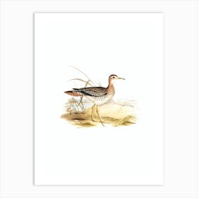 Vintage Bartram's Sandpiper Bird Illustration on Pure White n.0010 Art Print