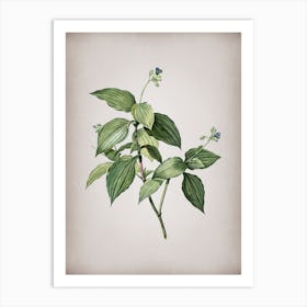 Vintage Tradescantia Erecta Botanical on Parchment Art Print