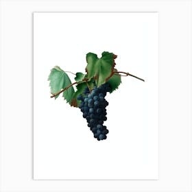 Vintage Grape Vine Botanical Illustration on Pure White n.0252 Art Print