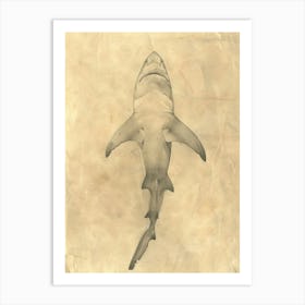 Wobbegong Shark Vintage Illustration 1 Art Print
