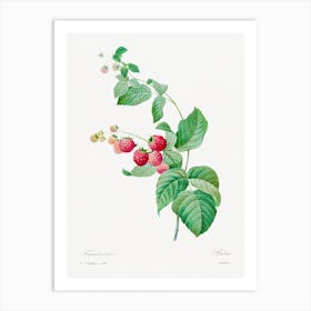 Raspberry, Pierre Joseph Redouté Art Print
