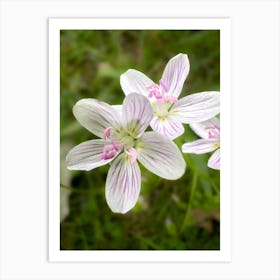 Virginia Spring Beauty - Photograph Art Print