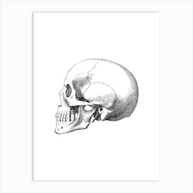 Skull Art Print