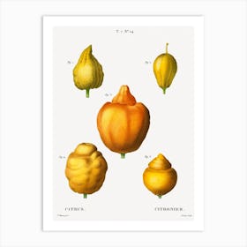 Various Shapes Of Citrus, Pierre Joseph Redoute Art Print