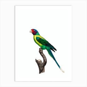 Vintage Plum Headed Parakeet Bird Illustration on Pure White Art Print