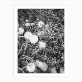 Dandelion In Black And White Art Print