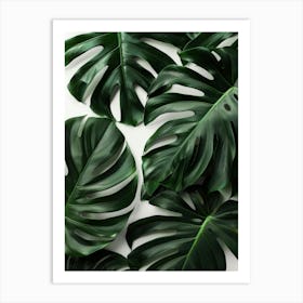 Monstera Leaves On White Background Art Print