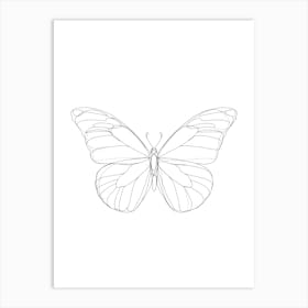 Butterfly Drawing Póster