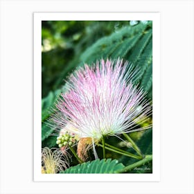 Flower From A Flowering Tree Art Print