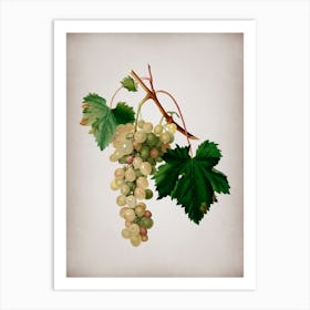Vintage Muscat Grape Botanical on Parchment Art Print