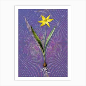 Vintage Tulipa Celsiana Botanical Illustration on Veri Peri n.0891 Art Print