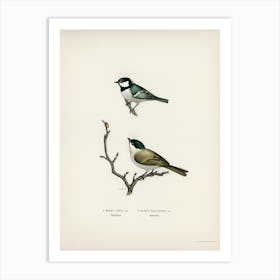 Coal Tit (Parus Ater) And Marsh Tit (Parus Palustris), The Von Wright Brothers Art Print