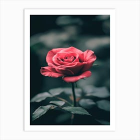 Red Rose 42 Art Print