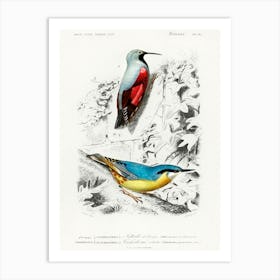 Different Types Of Birds, Charles Dessalines D'Orbigny 29 Art Print