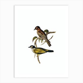 Vintage Australian Figbird Bird Illustration on Pure White n.0347 Art Print