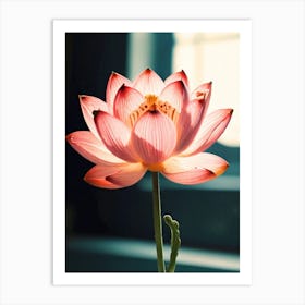 Lotus Flower 5 Art Print