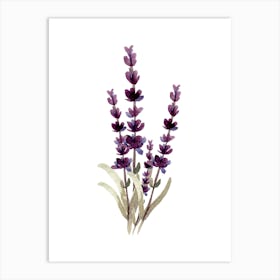 Lavender Flowers Art Print