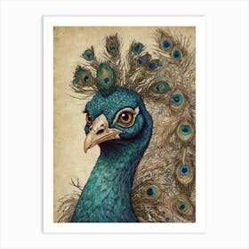 Peacock 20 Art Print