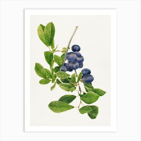 Blueberries On A Branch Art Print