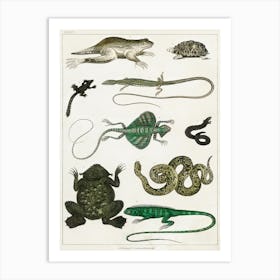 Collection Of Various Reptiles, Oliver Goldsmith 1 Art Print