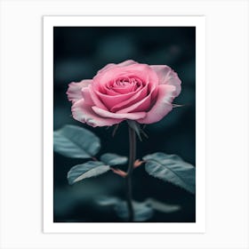 Pink Rose 13 Art Print