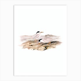 Vintage Australian Little Tern Bird Illustration on Pure White Art Print