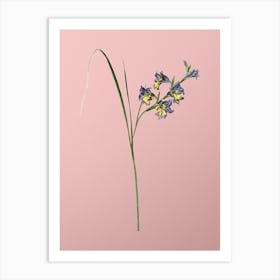 Vintage Gladiolus Ringens Botanical on Soft Pink n.0271 Art Print