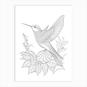 Buff Bellied Hummingbird William Morris Line Drawing Art Print