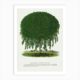 Vintage Botanical Weeping Willow Tree Lithograph Art Print _2697918 Art Print