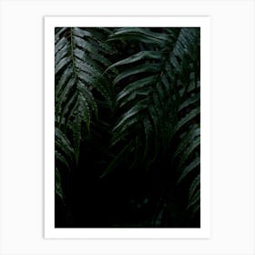 Close Up Of Fern Leaves Art Print